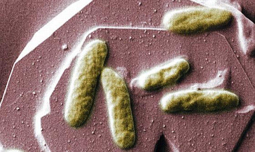 科學(xué)家研制生物電池 未來手機(jī)或可靠糞便驅(qū)動(dòng)