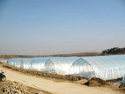 哪里供應(yīng)大棚膜-濰坊實惠的大棚膜價格