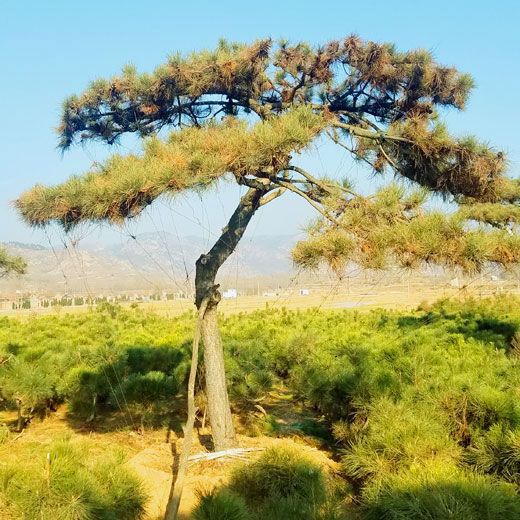 山東造型松樹價格怎么樣，山東造型松基地就看秀景園林