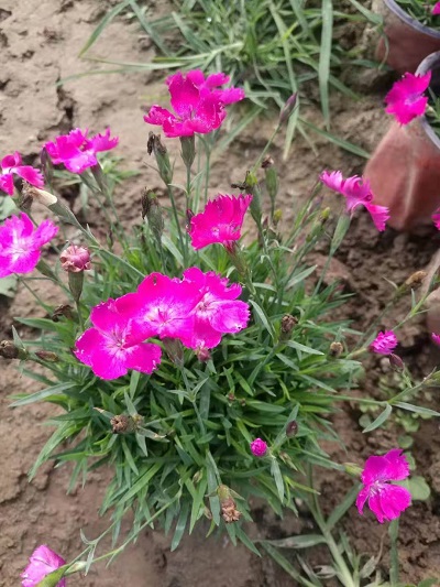 花團(tuán)錦簇！歐石竹穴盤(pán)苗歐石竹批發(fā)價(jià)格歐石竹小苗
