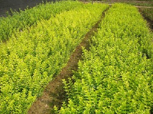 上海造林小苗，青楓，紅楓，紅葉石楠，紫薇，桂花，茶花